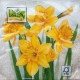 Luncheon Napkin Daffodils